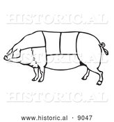 Historical Vector Illustration of a Pig Featuring Outlined Butcher Sections of Meat Cuts - Black and White by Al