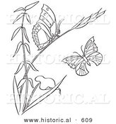 Historical Vector Illustration of a Plant with 2 Butterflies - Outlined Version by Al