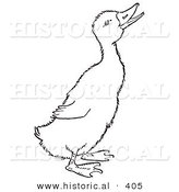 Historical Vector Illustration of a Quaking Duck - Outlined Version by Al