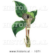 Historical Vector Illustration of a Striped Jack in the Pulpit Flower (Arum Triphyllum) by Al