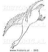 Historical Vector Illustration of a Swan Descending While Flying - Outlined Version by Al