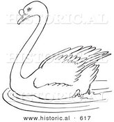 Historical Vector Illustration of a Swimming Swan in a Pond - Outlined Version by Al