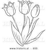 Historical Vector Illustration of a Tulip Plant Flowering - Outlined Version by Al