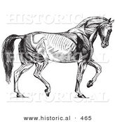 Historical Vector Illustration of a Walking Horse Muscles Diagram - Black and White Version by Al