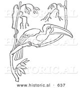 Historical Vector Illustration of a Wild Toucan Perched on a Branch in a Tree - Outlined Version by Al