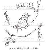 Historical Vector Illustration of a Wood Thrush Bird in a Tree with Blossoms - Outlined Version by Al