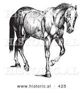 Historical Vector Illustration of an Engraved Horse Anatomy Featuring Muscular Layers - Black and White Version by Al