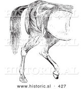 Historical Vector Illustration of an Engraved Horse Anatomy Featuring the Hind Quarter Muscular Layers - Black and White Version by Al