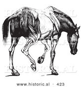 Historical Vector Illustration of an Engraved Horse Anatomy Featuring the Muscular Covering of the Rear - Black and White Version by Al