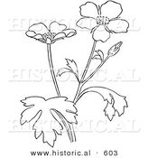 Historical Vector Illustration of Buttercup Flowers - Outlined Version by Al
