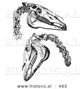 Historical Vector Illustration of Engraved Horse Skull and Neck Bones - Black and White Version by Al