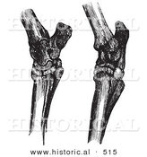Historical Vector Illustration of Engravings Featuring Horse Hock Bones - Black and White Version by Al