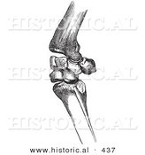 Historical Vector Illustration of Flexed Horse Knee Bones - Black and White Version by Al
