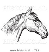Historical Vector Illustration of Horse Anatomy Featuring a Bad Head 4 - Black and White Version by Al