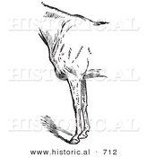 Historical Vector Illustration of Horse Anatomy Featuring Bad Conformation of Fore Quarters 1 - Black and White Version by Al