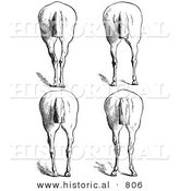 Historical Vector Illustration of Horse Anatomy Featuring Bad Hind Quarters 10 - Black and White Version by Al