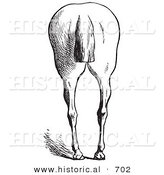 Historical Vector Illustration of Horse Anatomy Featuring Bad Hind Quarters 8 - Black and White Version by Al