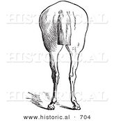Historical Vector Illustration of Horse Anatomy Featuring Bad Hind Quarters 9 - Black and White Version by Al