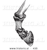 Historical Vector Illustration of Horse Bones and Articulations of the Foot Hoof - Black and White Version by Al