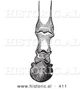Historical Vector Illustration of Horse Foot Hoof Bones and Articulations - Black and White Version by Al