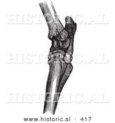 Historical Vector Illustration of Horse Hock Bones - Black and White Version by Al