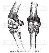 Historical Vector Illustration of Horse Knee Bones and Joints - Black and White Version by Al