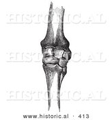 Historical Vector Illustration of Horse Knee Bones - Black and White Version by Al