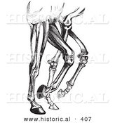 Historical Vector Illustration of Horse Leg Muscles and Bones - Black and White Version by Al