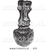 Historical Vector Illustration of the Back View of Bones in a Horse Foot and Hoof - Black and White Version by Al