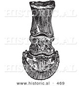 Historical Vector Illustration of the Frontal View of the Horse Bones in a Foot and Hoof - Black and White Version by Al