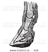 Historical Vector Illustration of the Vertical Section of a Horse's Lower Leg and Foot Hoof - Black and White Version by Al