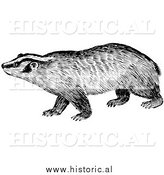 Illustration of a Badger Staring - Black and White by Al