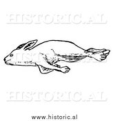 Illustration of a Dead Rabbit Laying on Its Right Side - Black and White by Al
