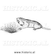 March 6th, 2014: Illustration of a Pocket Gopher Beside Den - Black and White by Al