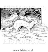 Illustration of a Weasel in the Forest - Black and White by Al