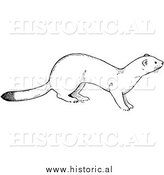 Illustration of a Weasel out and About - Black and White by Al
