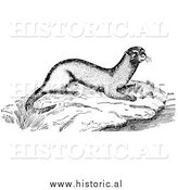Illustration of a Wild Otter Beside Water Flowing in a River - Black and White by Al