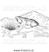 March 6th, 2014: Illustration of a Wild Pocket Gopher Outside a Den - Black and White by Al