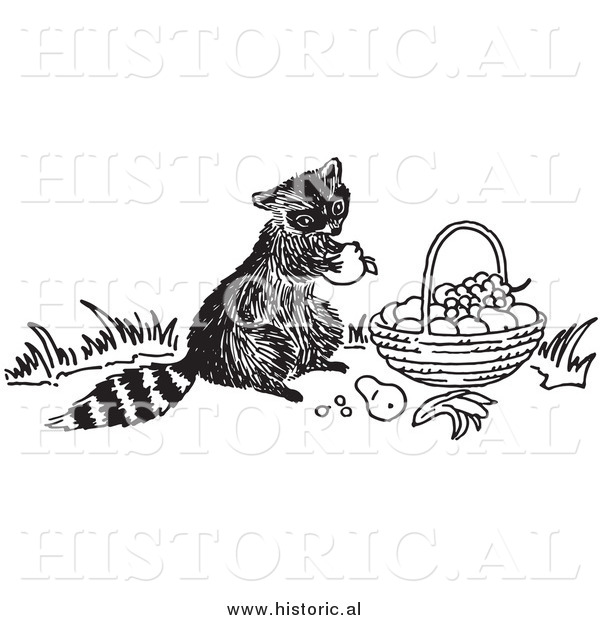Clipart of a Hungry Raccoon Eating Fruit out of Someone's Basket - Black and White Drawing