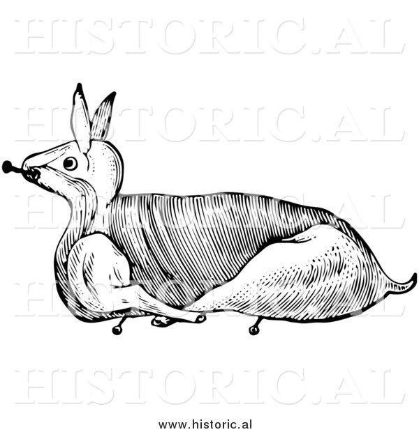 Clipart of a Trussed Rabbit Ready for Roasting - Black and White Line Drawing