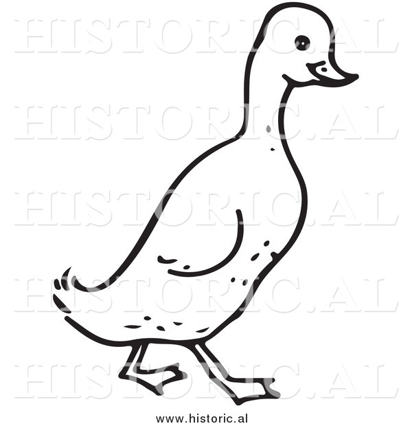 Clipart of a Walking Duck - Black and White Drawing