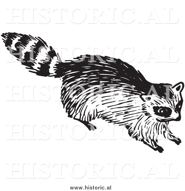 Clipart of a Young Raccoon - Black and White