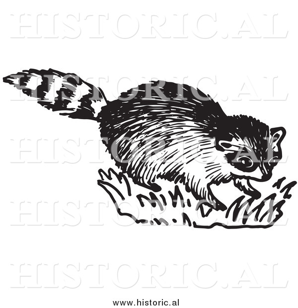 Clipart of a Young Raccoon on Grass - Black and White Drawing
