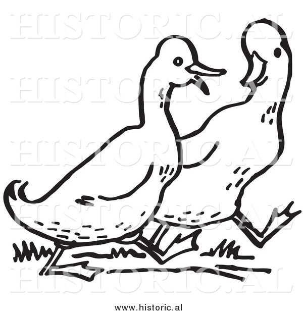 Historical Clipart of Two Walking Ducks - Outline