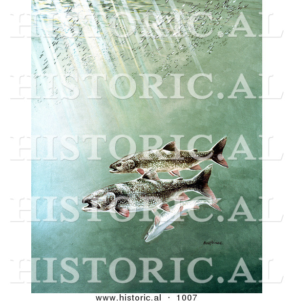 Historical Illustration of 2 Lake Trout Swimming Underwater