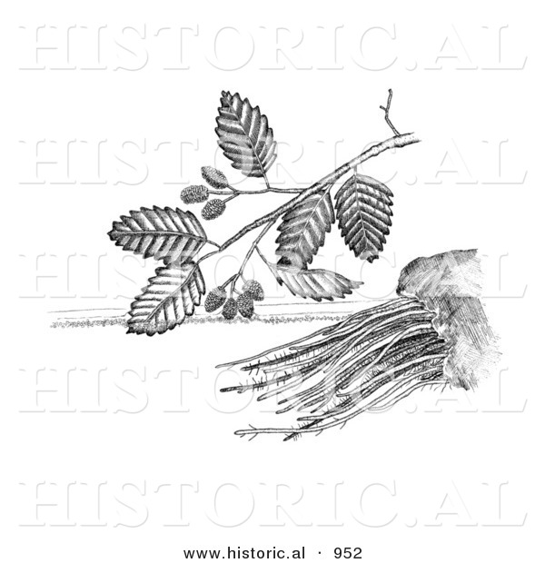 Historical Illustration of a Adler Sadleria Plant - Black and White Version