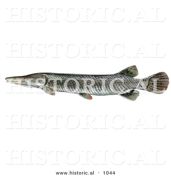 Historical Illustration of a Alligator Gar Fish (Atractosteus Spathula)