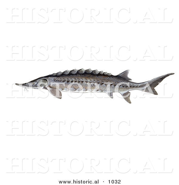 Historical Illustration of a Atlantic Sturgeon Fish (Acipenser Oxyrhynchus)