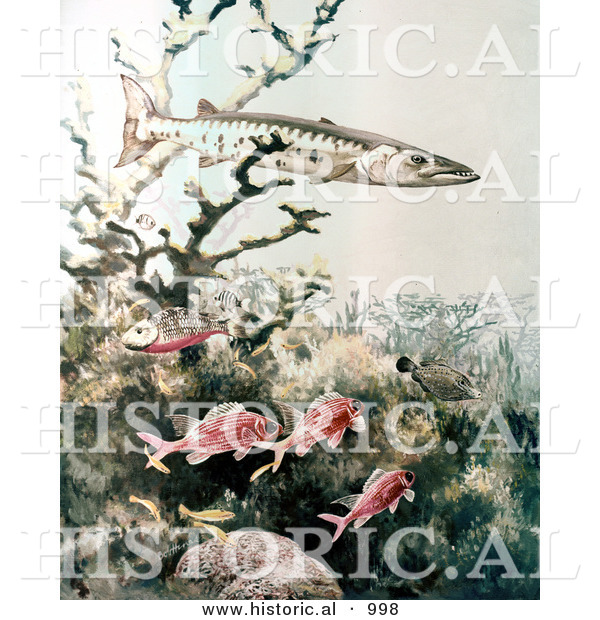 Historical Illustration of a Barracuda and Reef Fish Swimming Underwater