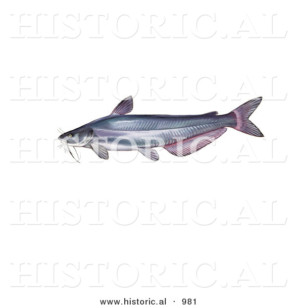 Historical Illustration of a Blue Catfish (Ictalurus Furcatus)